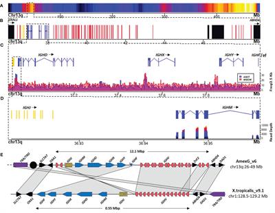 Frontiers | Characterization Of Immunoglobulin Loci In The Gigantic ...